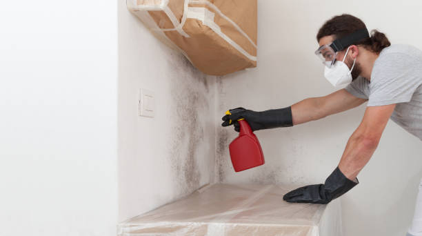 Basement Mold Remediation treatment on basement walls in Annandale