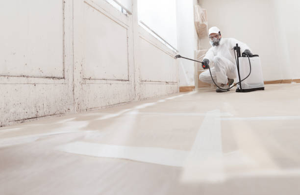 Black mold remediation team in Annandale